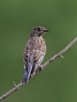 Bluebird (juvenile)