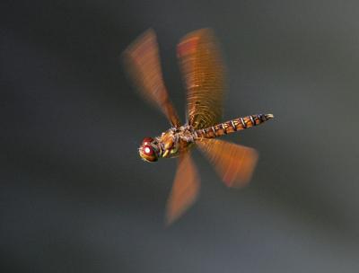 Eastern Amberwing in Flight