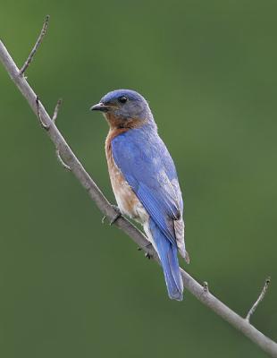 Bluebird (male)
