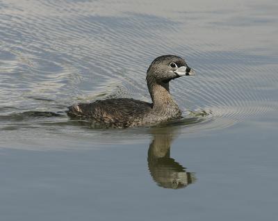 Pied Bill Grebe