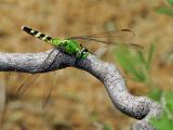 Eastern Pondhawk  (female)