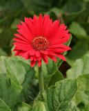 Gerber Daisy