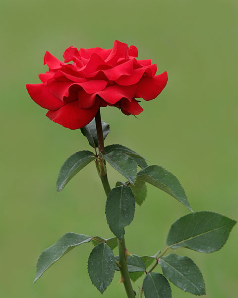 Red Rose