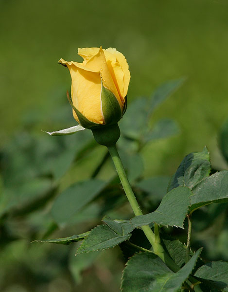 Yellow Rose