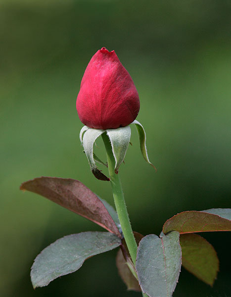 Red Rosebud
