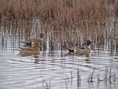 Pintails in the Tules