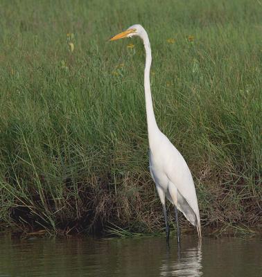 Texas-Long-Neck-II