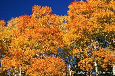 Near Cedar Breaks