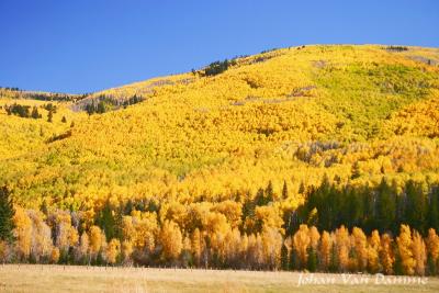 Autumn colors in Colorado