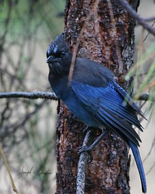 Steller's Jay