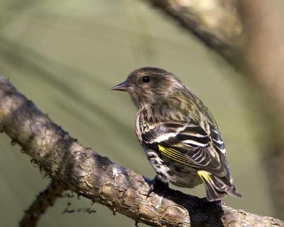 Pine Siskin