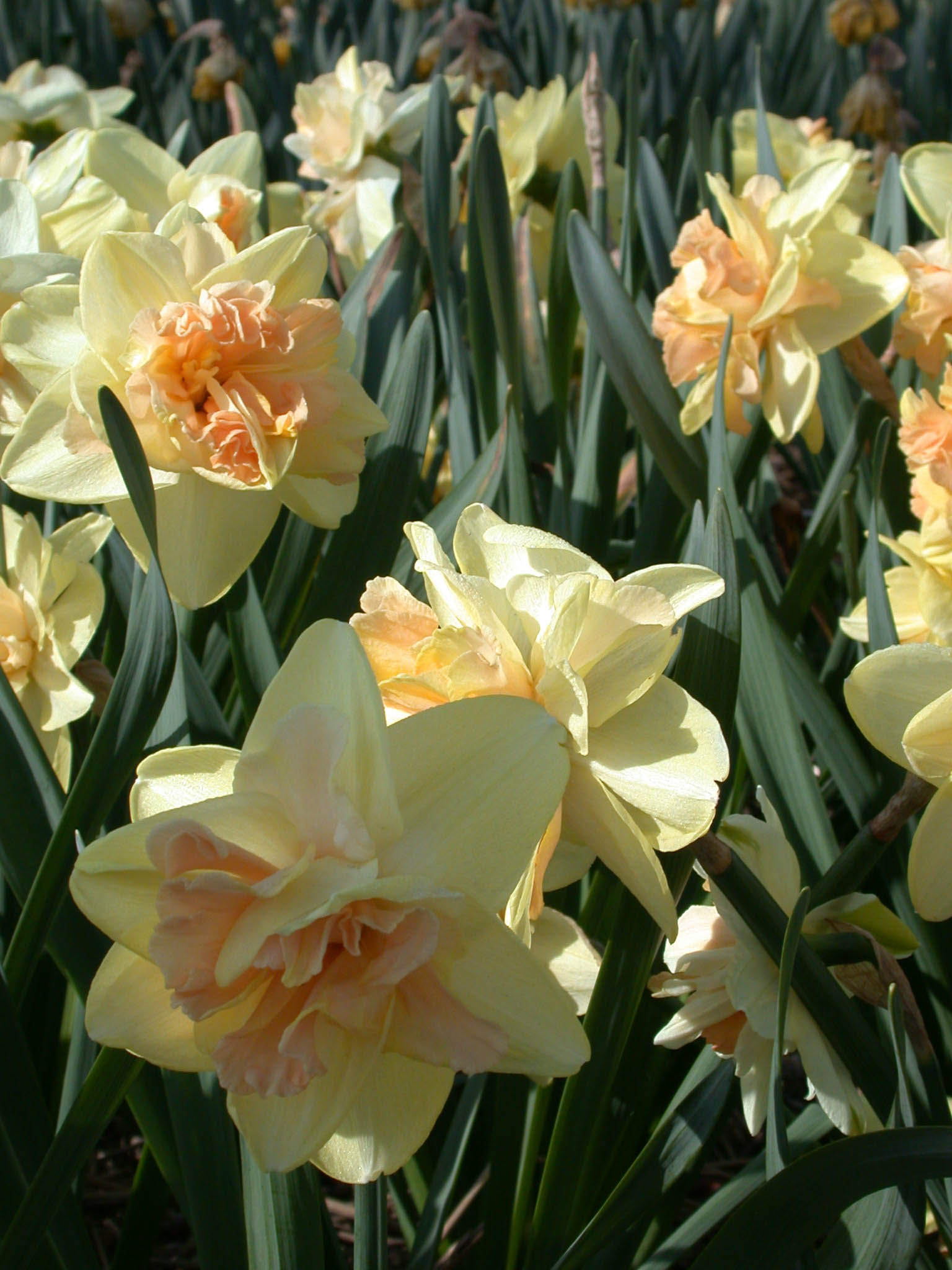 DSCN3597.JPG