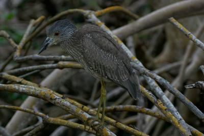 yellow crowned night heron juvenile. perched