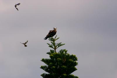 osprey. and mockingbird pair