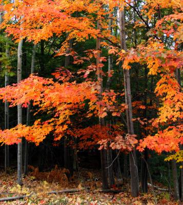 evening maple