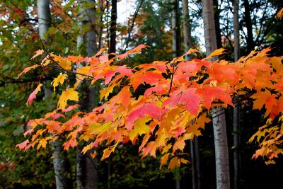evening branch
