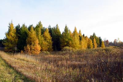tamarack