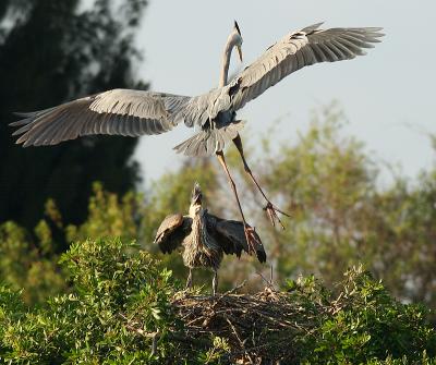 here comes dinner!!