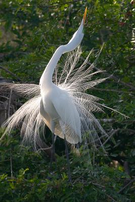 great egret in breeding display