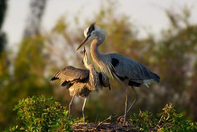 great blue heron. mother and child