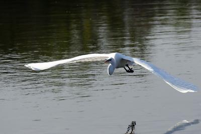 great egret. great wingspan