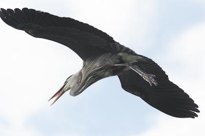 great blue heron. overhead