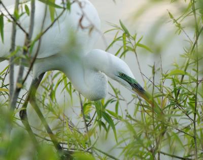 great egret in the willows