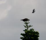 mockingbird. attacking osprey