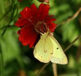 clouded sulfur. on red coreopsis