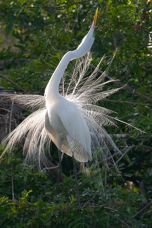 great egret in breeding display