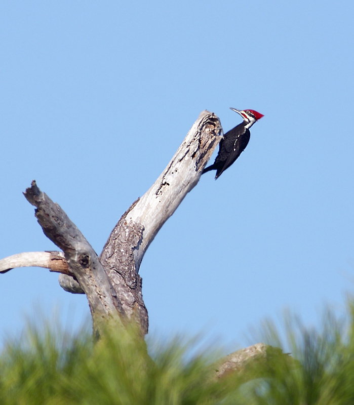 pileated woodpecker