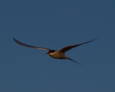 Flying II