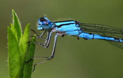 damselflies