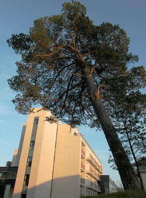 200-year Pine at Spa