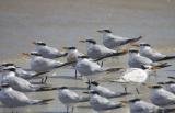 Tern Around !