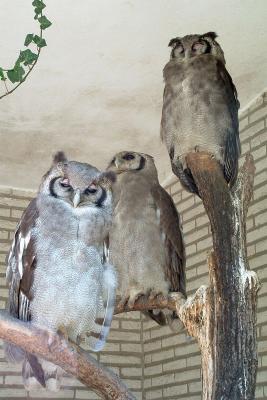 Milky Eagle-Owls