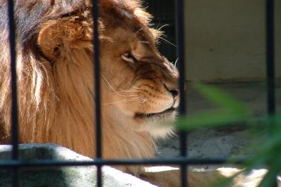 Behind bars ...
