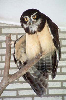 Spectacled owl