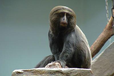 Owl-feced monkey