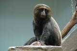 Owl-feced monkey