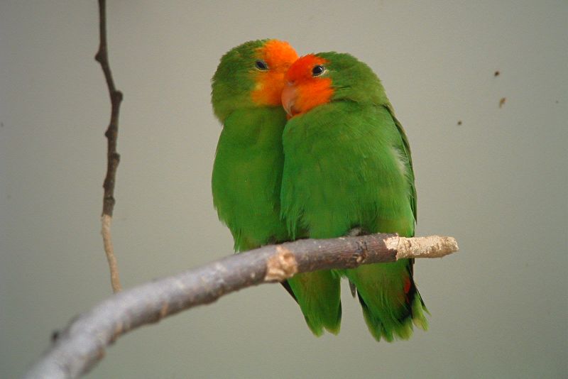 Red-faced lovebirds