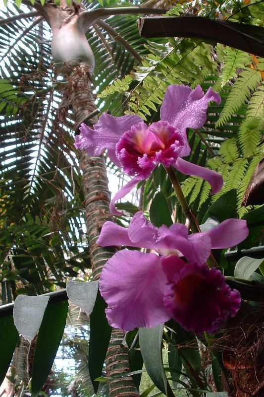 Indoor Rainforest
