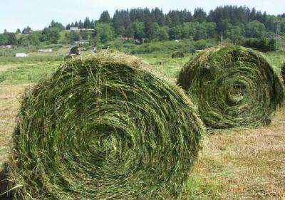 040525 Silage Roll
