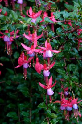 040914 Fushsia Bush