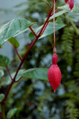 040914 Fuschia
