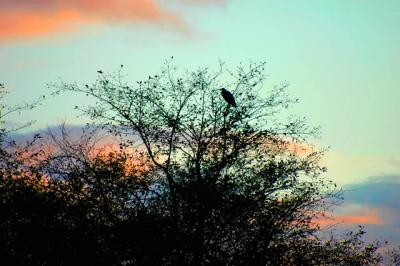 040915 Egret