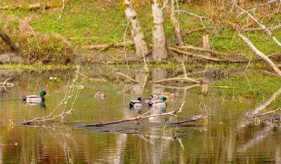 Ducks In A Pond