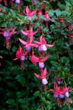 040914 Fushsia Bush
