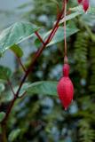 040914 Fuschia