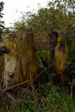 Stumps And Rail